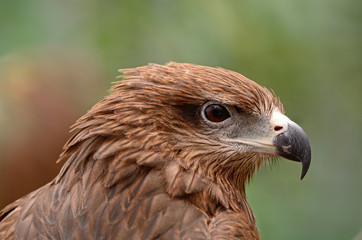 Black Kite