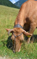 cow © robert6666