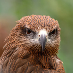 Black Kite