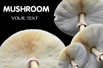 mushrooms background