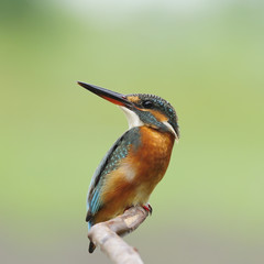 Common Kingfisher