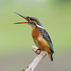 Common Kingfisher