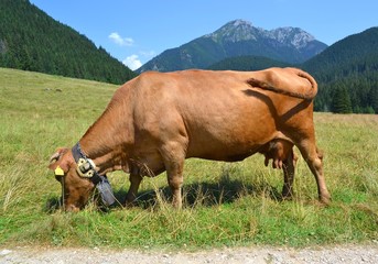 cow on the background of Polish gór.Tatry