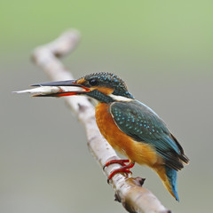 Common Kingfisher