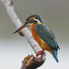 Common Kingfisher