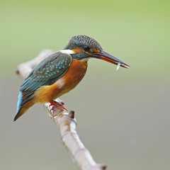 Common Kingfisher