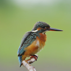 Common Kingfisher