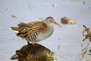 Water rail, Rallus aquaticus