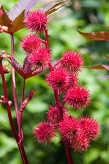 Wunderbaum - Palma Christi - Ricinus communis