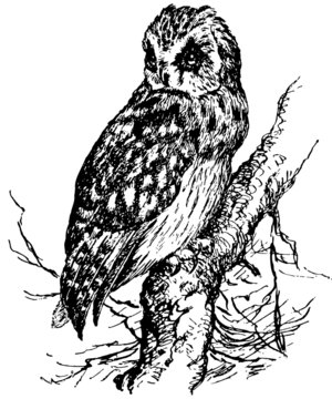 Bird Short-eared Owl