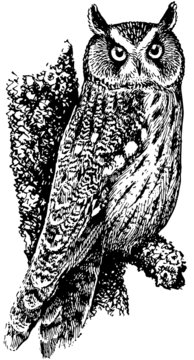 Bird Long-eared Owl