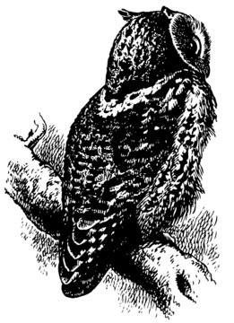 Bird Collared scops-owl