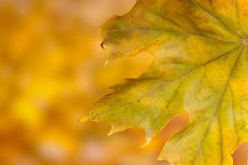 Fototapeta na wymiar dry autumn maple leaf on yellow background