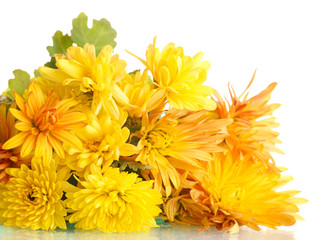 Obraz premium Orange Chrysanthemums flowers isolated on white