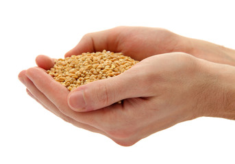man hands with grain, isolated on white