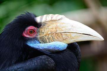 Plain-pouched Hornbill