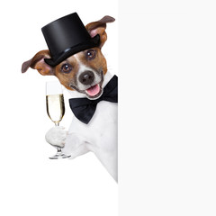 dog toasting