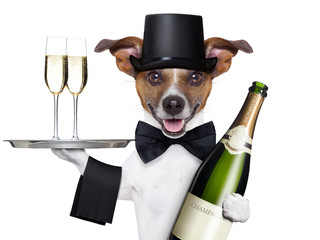 dog toasting