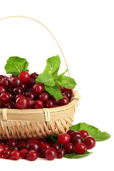 Ripe red cranberries in basket, isolated on white.