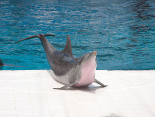 blue dolphin in the water