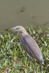 Great Bittern