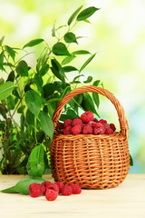 Ripe raspberries in basket on wooden table on natural