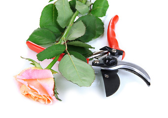 Garden secateurs and rose isolated on white