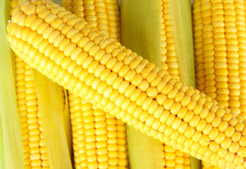 Crude corns close-up
