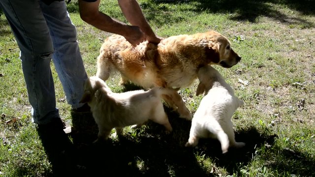 Golden Retriever
