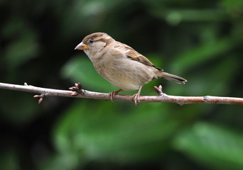 Moineau domestique femelle