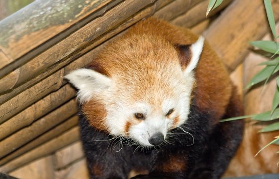 Fototapeta panda roux dans son abri