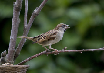 Moineau domestique femelle