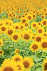 Fototapeta premium ヒマワリ畑