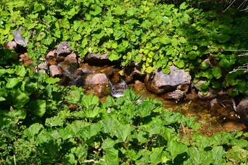 stream in the mountains. Tatra Mountains. Poland © robert6666