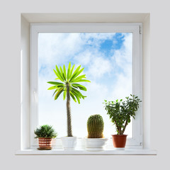 House plants on the windowsill.