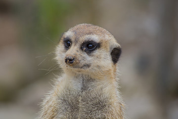 Fototapeta premium Erdmännchen Portrait
