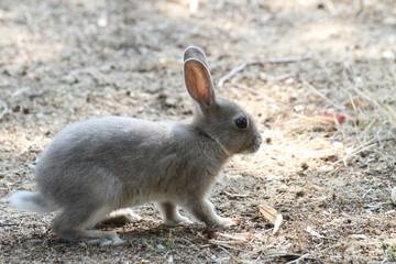 cute rabbit with fur around the beach looking for food