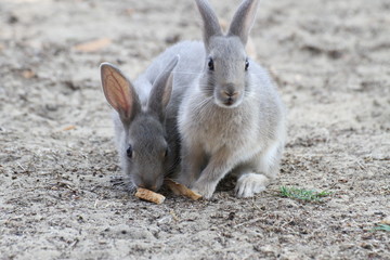 pair of rabbits with the soft hair and long ears
