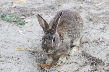 cute rabbit with Brown fur around the beach looking for food