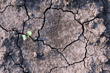 Cracked ground with a plant