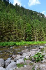 stream in the mountains. Tatra Mountains. Poland