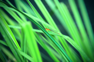 Orange dragonfly on a thin blade of grass