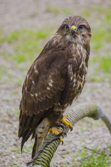 Bussard
