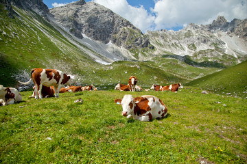 Fototapeta na wymiar Kühe auf der Hochalm