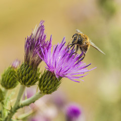 Bee on flower