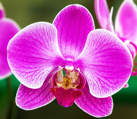 Naklejka na ściany i meble flower orchid pink