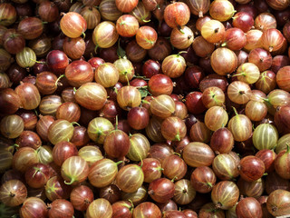Red gooseberry