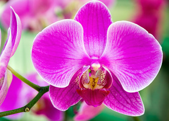 violet orchid blossom