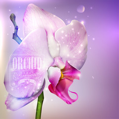 flower background with blossom orchid