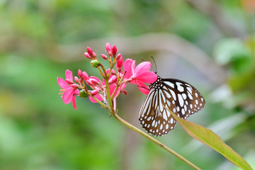 Colorful butterfly and the flower 